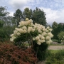 Hortenzija šluotelinė (Hydrangea paniculata) 'Grandiflora'